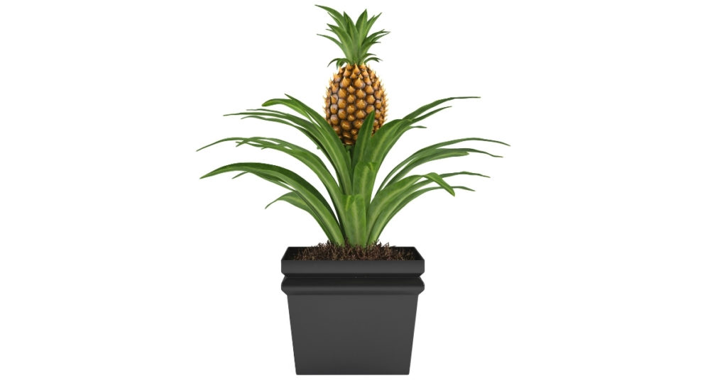 Planting a pineapple top plant
